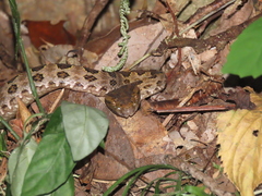 Protobothrops mucrosquamatus