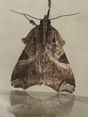 Callopistria floridensis