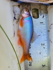 Cyprinella lutrensis