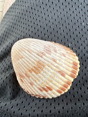 Dinocardium robustum