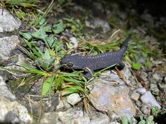 Ichthyosaura alpestris