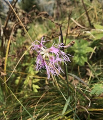 Dianthus superbus