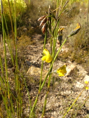 Lebeckia pauciflora