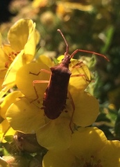 Gonocerus acuteangulatus