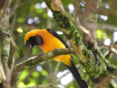 Icterus chrysater