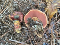 Exsudoporus floridanus