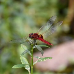Urothemis signata