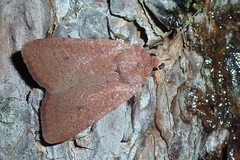 Xestia castanea