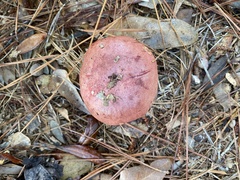Exsudoporus floridanus