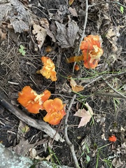 Hygrocybe punicea
