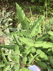 Sanguisorba canadensis