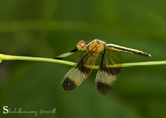 Neurothemis tullia