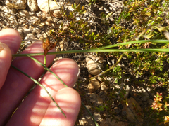 Lebeckia pauciflora