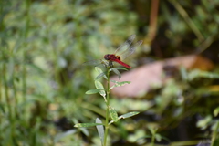 Urothemis signata
