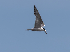Sterna hirundo