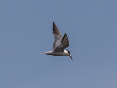 Sterna hirundo