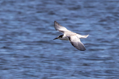 Sterna hirundo