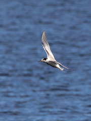 Sterna hirundo