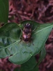 Eristalis tenax