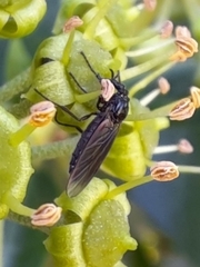Dilophus