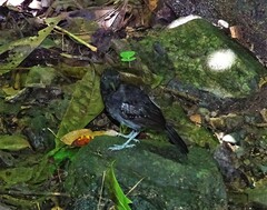 Thamnophilus bridgesi