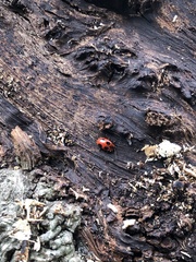 Endomychus coccineus