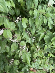 Cornus drummondii