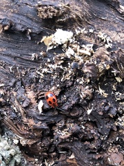 Endomychus coccineus