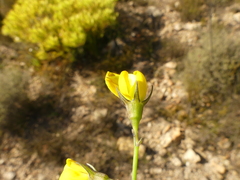 Lebeckia pauciflora