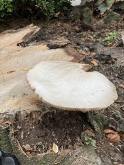 Volvariella