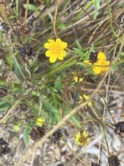 Coreopsis lanceolata