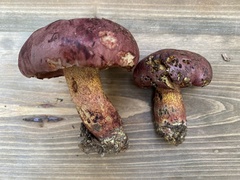 Exsudoporus floridanus