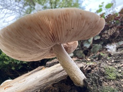 Volvariella