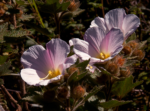 Hibiscus burtt-davyi image