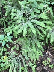 Adiantum pedatum