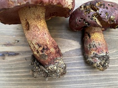 Exsudoporus floridanus