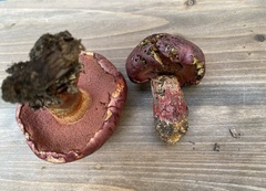 Exsudoporus floridanus