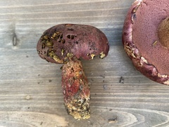 Exsudoporus floridanus