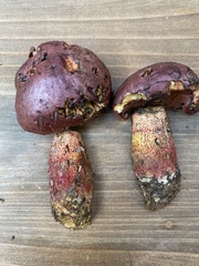 Exsudoporus floridanus