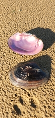 Unionoidea