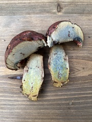 Exsudoporus floridanus