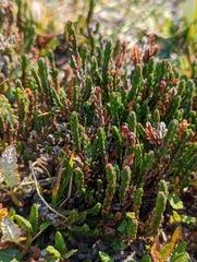 Cassiope tetragona