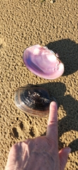 Unionoidea
