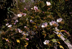 Image of Hibiscus burtt-davyi