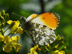 Anthocharis cardamines