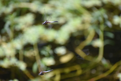 Brachydiplax chalybea