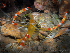 Stenopus scutellatus
