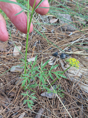 Cymopterus lemmonii