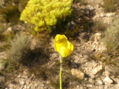 Lebeckia pauciflora