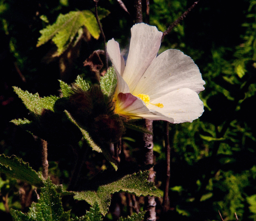 Hibiscus burtt-davyi image